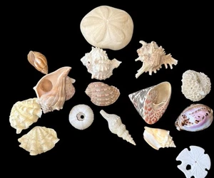 Gemischte Meer Strand Muscheln Basteln Muscheln Aquarium Deko 15 Stück - Bild 1 von 2