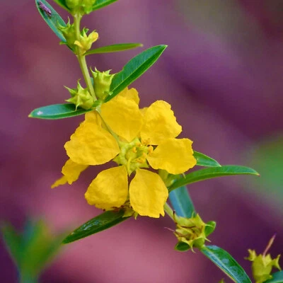 SINICUICHI 150 Seeds Heimia Salicifolia Sacred Shaman Medicinal Rare Exotic - Image 1 of 4