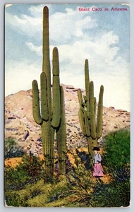 Postcard Arizona Giant Cacti Saguaros Woman Figure for Size Comparison  c1910 AZ - Picture 1 of 2