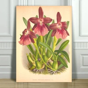 JEAN LINDEN - Beautiful Purple Orchid #50 - CANVAS PRINT POSTER - 24x18" - Picture 1 of 1