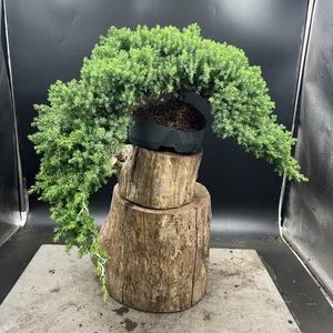Juniper bonsai tree (procumbens Nana) - Picture 1 of 13