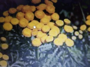 3 Pfl. Rainfarn tanacetum vulgare Staude mehrj. bienenfreundlich Heilkraut - Bild 1 von 4