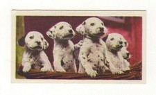 National Pets 1961. #16 Dalmatian Puppies