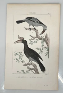 Grabados de aves Oiseaux coloreadas a mano francesas Buffon 1ª edición - Imagen 1 de 5