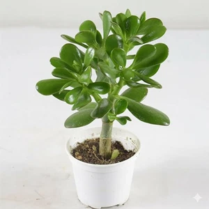 Crassula Ovata Pianta Grassa in Vaso 10 cm | Albero di Giada | Pianta dei Soldi - Picture 1 of 1