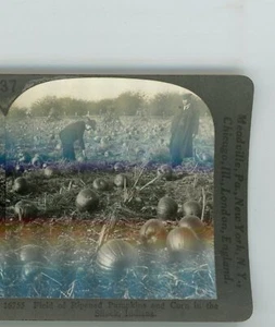 Field of Ripened Pumpkins & Corn Indiana Keystone Stereoview - Picture 1 of 4