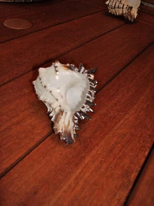 Murex Brown Shell 3,5 pulgadas - Imagen 1 de 2