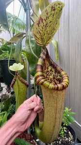 Nepenthes Brutus, Athena (Unofficial Cultivar) Unrooted Cuttings (Fresh Uncut) - Picture 1 of 16