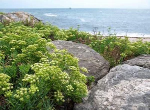 40 SEA FENNEL Rock Samphire Crithmum Maritimum Herb Edible Vegetable Flower Seed - Picture 1 of 10
