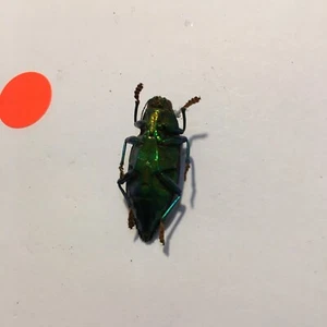 Real Insect/Beetle/semi set B413 Rare Chrysodema walkeri horaki Green - Picture 1 of 4