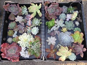 SUCCULENTS 150 DIFFERENT succulent cuttings (some with roots) FREE EXPRESS POST - Picture 1 of 11