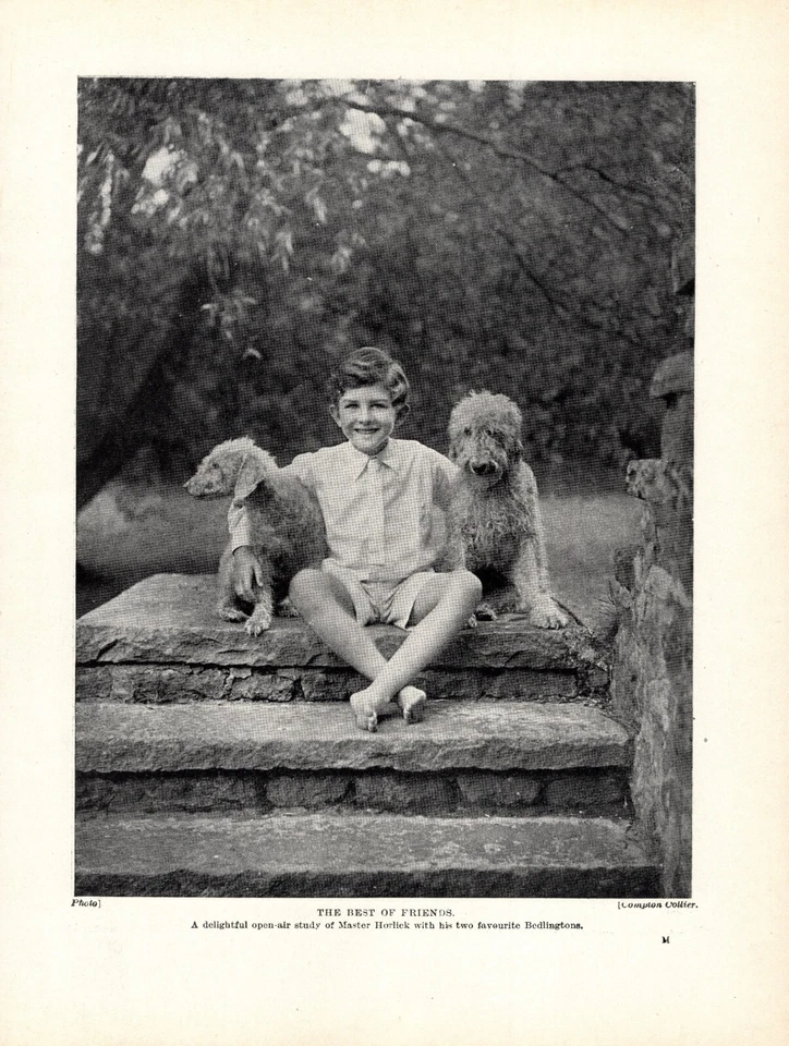 1930s Vintage Bedlington Terrier Print Best Friends Master Horlick 6177x - Image 1 of 1