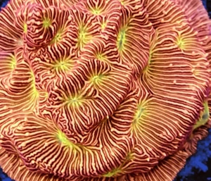 Jacko Lanterns Leptoseris encrusting LPS Coral Frag Reef not SPS Soft Hammer - Picture 1 of 4