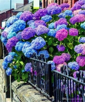 (10) SEMILLAS DE HORTENSIA flor perenne jardín arbusto planta vendedor de EE. UU. CON PISTA Foto 1 de 4