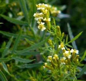 Tagetes minuta - Huacatay - 200 semillas - Picture 1 of 1