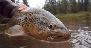 Beautiful Like a Mayfly by Walt Franklin - Picture 1 of 1