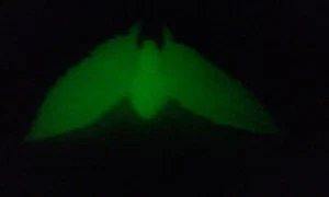 Vintage Battra Adult Hikaru (1991) 3" Wingspan Figur Glow Godzilla Set Bandai 1993 - Bild 1 von 7
