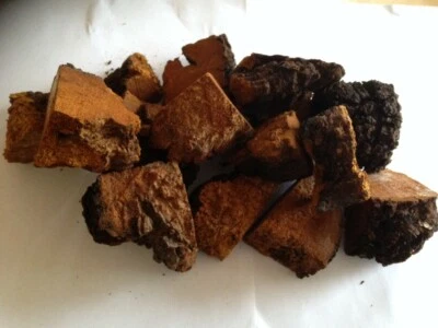 5 lbs Chaga Mushroom Northern Maine Harvested Air Dried. - Image 1 of 2