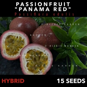 Sweet Panama Red Passionfruit, Passiflora edulis, Tropical Fruit x 15 Seeds - Picture 1 of 7