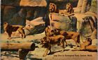 Löwenhöhle im Zoologischen Park, Detroit MI 1942 Semba der Löwe Vintage Postkarte KK1