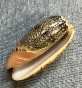 Oliva reticulata (Blood Olive) 38mm !!! - Picture 1 of 3
