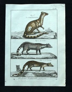 LA CIVETTE DE MALACCA, D'AFRIQUE et LA GENETTE gravure de Buffon aquarellee 1790 - Imagen 1 de 1