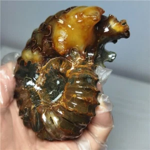255g Ammonite specimens of natural conch from "goat's horn" of Madagascar L785 - Picture 1 of 12