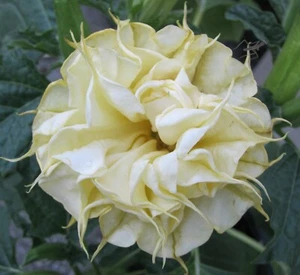 10 DBL Lemon Rose Angel Trumpet Seeds Flowers Seed Brugmansia Datura 640 USA - Picture 1 of 24