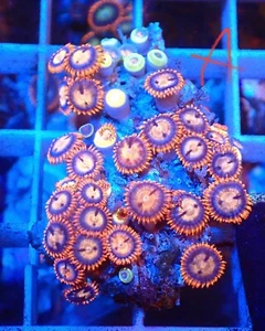 WYSIWYG Zoas Marine Coral Soft Corals Reef - Picture 1 of 1
