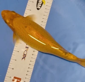 10-12 Inch Yellow Koi, customer receives a koi very similar to photo - Picture 1 of 10