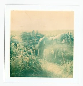 Corn Field White Horses Cart Carriage Man Woman Horse Vintage 70's Color Photo - Picture 1 of 2