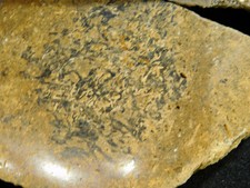 A Lot of Three Polished Dinosaur Fossil GEM Bones From Jurassic Utah 301gr