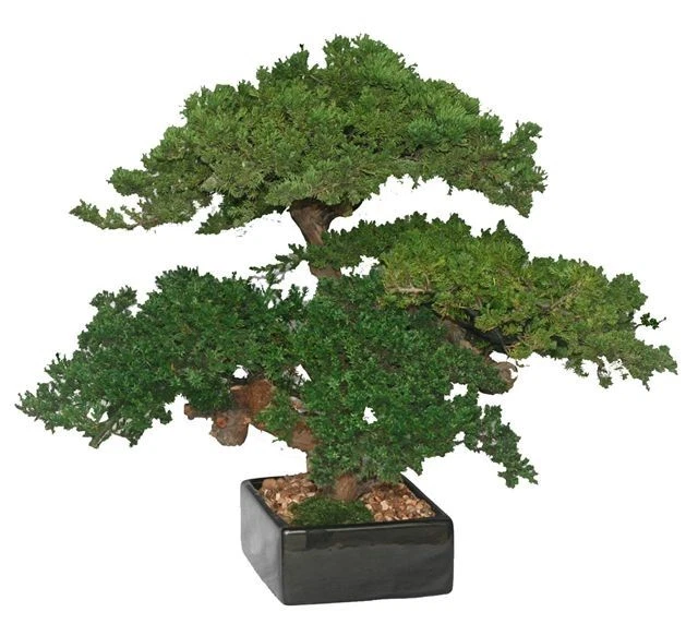 Bonsai de enebro de Monterey triple tronco preservado 18" de alto no es un árbol vivo Foto 1 de 1