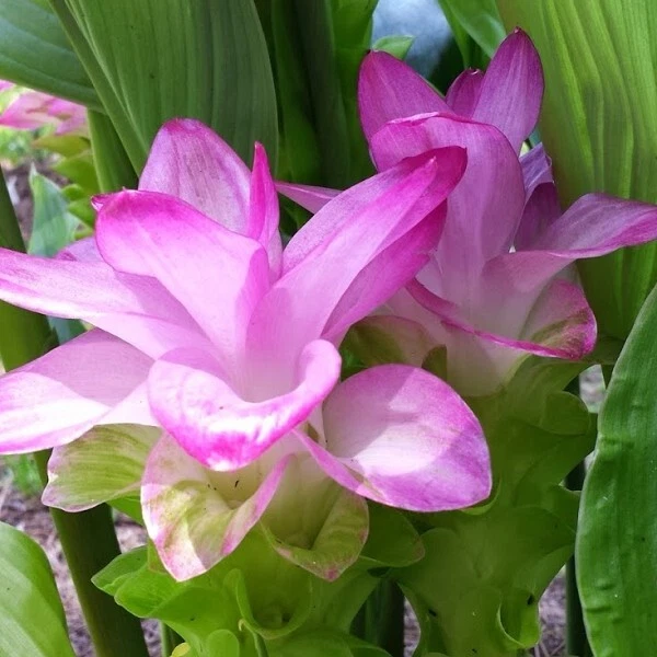 Curcuma zedoaria Pink Wonder!  ¡HERMOSO JENGIBRE 1 rizoma! Foto 1 de 1