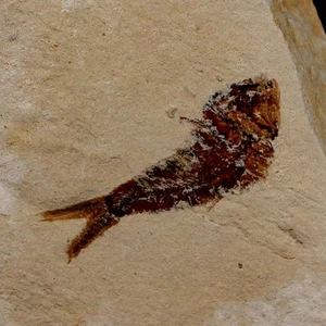 0.9" Ctenothrissa Fossil Fish Plate Cretaceous Dinosaur Age Hakel Lebanon - Picture 1 of 6