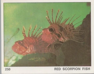 Top Sellers Card - Animals of The World - Card No 250 - Red Scorpion Fish - Picture 1 of 2