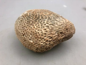 Pietrificazione da collezione fossili ammonite corallo - Foto 1 di 8