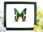Madagascar Sunset - echter wunderschöner präparierter Schmetterling -Schaukasten