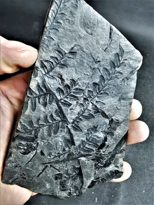 Alethopteris lonchitica – Carboniferous fossil fern - Image 1 of 4