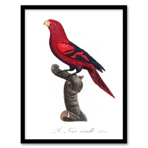 Francois Levaillant Framed Wall Art The Violet Necked Lory Parrot Home Décor - Bild 1 von 9