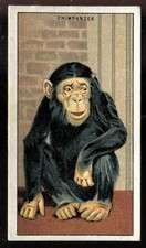 Tobacco Card, B Morris, ANIMALS AT THE ZOO, 1924, Chimpanzee, #4