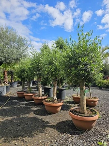 1 x 5.5-6ft Olive Tree In Bowl . Premium Quality, Personal Delivery! Nationwide - Picture 1 of 4