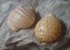 Paar natürliche glitzernde Muschelornamente Küstenstrand Haubenschalen - Bild 1 von 6