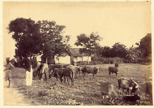 photo ancienne .Martinique scène de vie à la campagne . troupeau 