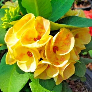 Crown of Thorns Setthiangthong Plant Christ Thorn Euphorbia Milii Thai Tall 5'' - Picture 1 of 4