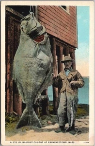 c1930s Provincetown, Massachusetts Fishing Postcard "A 270 Lb. Halibut" Unused - Imagen 1 de 2