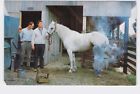 PPC Postcard VT Vermont Stowe Trapp Family Lodge Shoeing A Horse