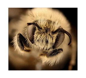 Diadasia Diminuta, Male Bee, Macro Photo Print (Borderless) Poster 14x13" in. - Picture 1 of 1