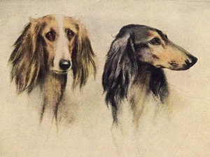 SALUKI  CHARMING DOG GREETINGS NOTE CARD, TWO BEAUTIFUL DOGS HEAD STUDY - Picture 1 of 1