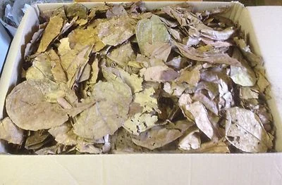 100 Gramm Bruchlaub Seemandelbaumblätter - Catappa-Leaves - Wasseraufbereitung - Bild 1 von 2